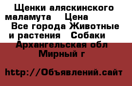 Щенки аляскинского маламута  › Цена ­ 15 000 - Все города Животные и растения » Собаки   . Архангельская обл.,Мирный г.